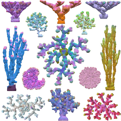 Corals